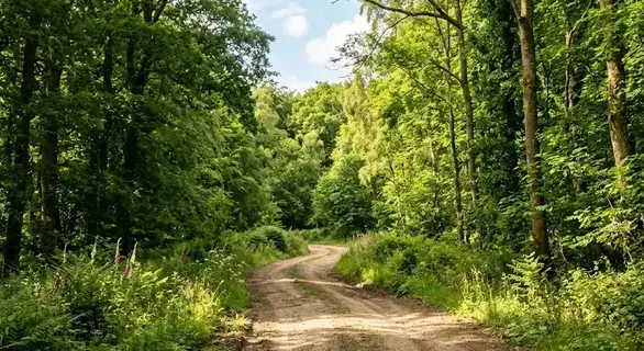A rural dirt road through dense green woodland, sunlight filtering through tall trees, peaceful countryside landscape. -How to Sell My Land Myself. -1